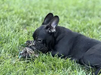 Queenie, a female Frenchton for sale in Bristol, IN – 8 of 9