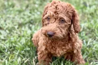 Waverley, a female Goldendoodle for sale in Bristol, IN – 8 of 10