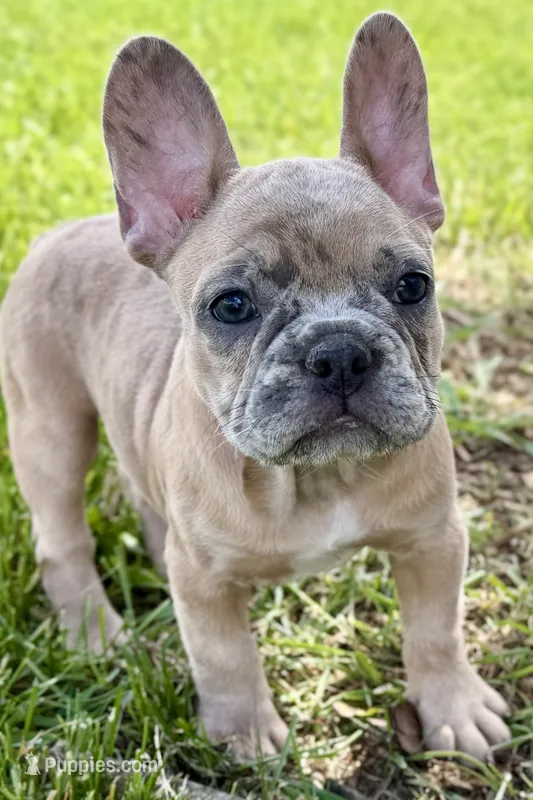Callie – French Bulldog puppy for sale in Bristol, IN