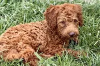 Waverley, a female Goldendoodle for sale in Bristol, IN – 5 of 10