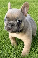 Dash, a male French Bulldog for sale in Bristol, IN – 10 of 10