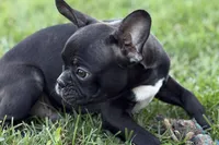 Quincy, a male Frenchton for sale in Bristol, IN – 2 of 9