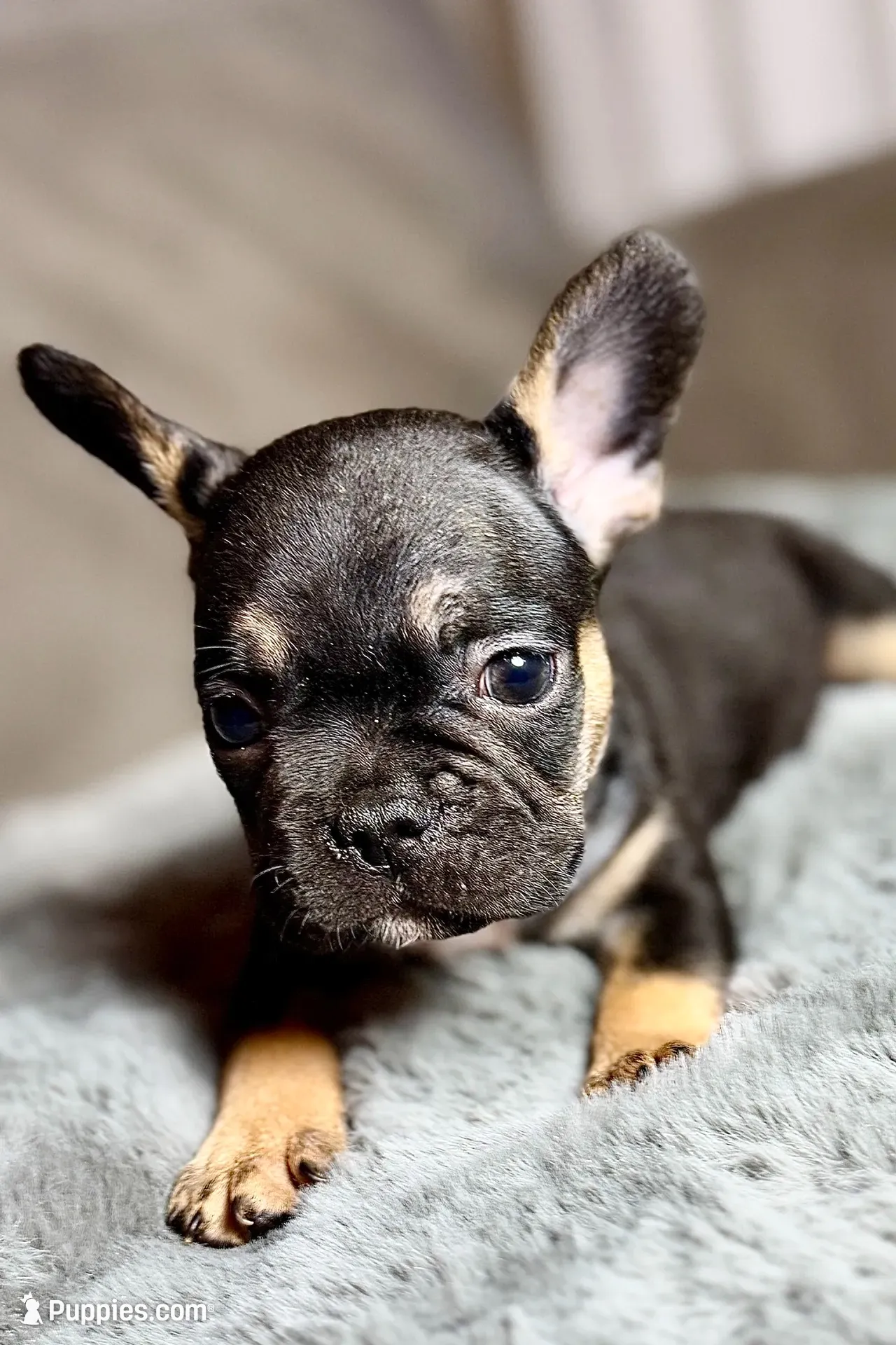 Harper, a female French Bulldog for sale in Bristol, IN – 9 of 10