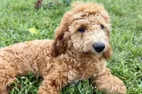 Whisper, a female Goldendoodle for sale in Bristol, IN – 3 of 9
