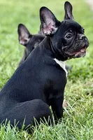 Queenie, a female Frenchton for sale in Bristol, IN – 6 of 9