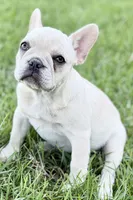 Skye, a female French Bulldog for sale in Bristol, IN – 6 of 10