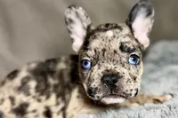 Hudson , a male French Bulldog for sale in Bristol, IN – 5 of 10