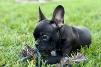 Quincy, a male Frenchton for sale in Bristol, IN – 9 of 9