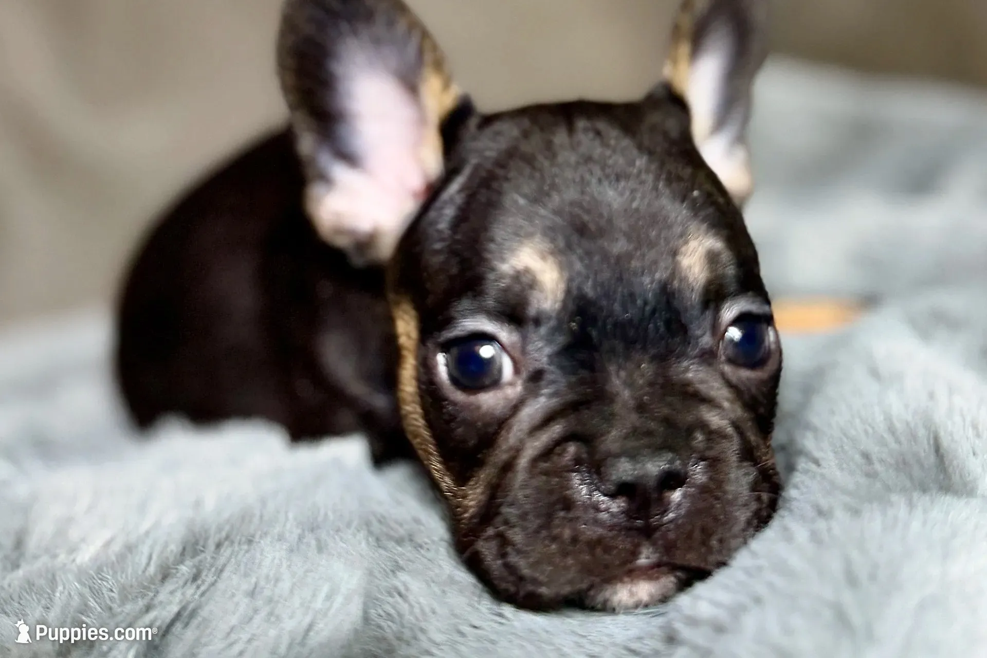 Harper, a female French Bulldog for sale in Bristol, IN – 7 of 10