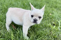Skye, a female French Bulldog for sale in Bristol, IN – 7 of 10