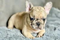 Hank, a male French Bulldog for sale in Bristol, IN – 9 of 9