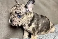 Hudson , a male French Bulldog for sale in Bristol, IN – 4 of 10