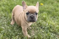 Coral, a female French Bulldog for sale in Bristol, IN – Photo 5 of 10