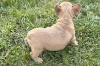 Coral, a female French Bulldog for sale in Bristol, IN – Photo 6 of 10