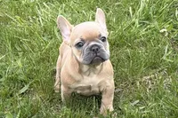 Coral, a female French Bulldog for sale in Bristol, IN – Photo 2 of 10