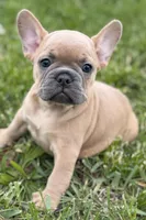 Coral, a female French Bulldog for sale in Bristol, IN – Photo 4 of 10