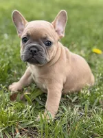 Coral, a female French Bulldog for sale in Bristol, IN – Photo 9 of 10