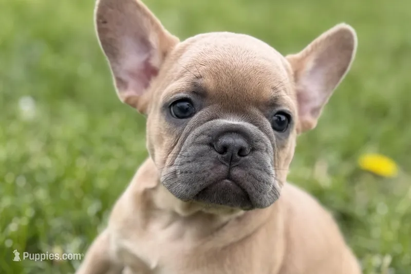 Coral – French Bulldog puppy for sale in Bristol, IN
