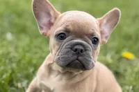 Coral, a female French Bulldog for sale in Bristol, IN – Photo 1 of 10