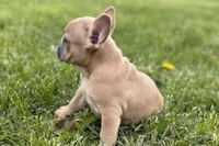 Coral, a female French Bulldog for sale in Bristol, IN – Photo 10 of 10