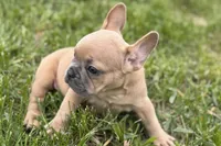 Coral, a female French Bulldog for sale in Bristol, IN – Photo 7 of 10