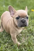 Coral, a female French Bulldog for sale in Bristol, IN – Photo 3 of 10