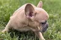 Coral, a female French Bulldog for sale in Bristol, IN – Photo 8 of 10