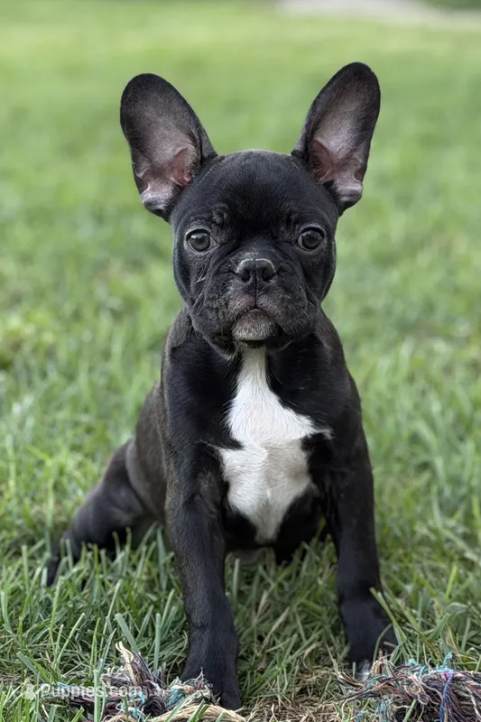 Quincy – Frenchton puppy for sale in Bristol, IN