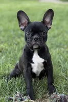 Quincy, a male Frenchton for sale in Bristol, IN – 1 of 9