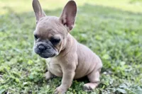 Coral, a female French Bulldog for sale in Bristol, IN – 8 of 10