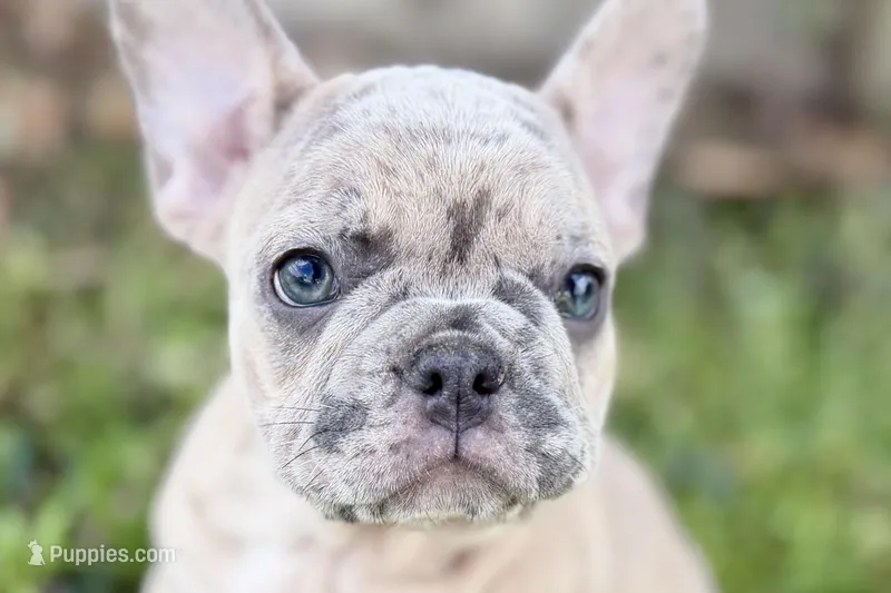 Colt – French Bulldog puppy for sale in Bristol, IN