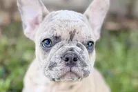 Colt, a male French Bulldog for sale in Bristol, IN – 1 of 10