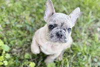 Colt, a male French Bulldog for sale in Bristol, IN – 6 of 10