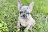 Colt, a male French Bulldog for sale in Bristol, IN – 2 of 10
