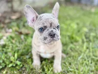 Colt, a male French Bulldog for sale in Bristol, IN – 5 of 10
