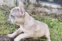 Colt, a male French Bulldog for sale in Bristol, IN – 7 of 10