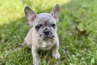 Colt, a male French Bulldog for sale in Bristol, IN – 9 of 10