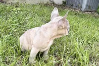 Colt, a male French Bulldog for sale in Bristol, IN – 3 of 10