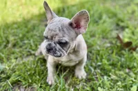 Colt, a male French Bulldog for sale in Bristol, IN – 10 of 10