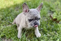 Colt, a male French Bulldog for sale in Bristol, IN – 8 of 10
