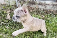 Colt, a male French Bulldog for sale in Bristol, IN – 4 of 10