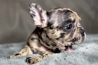 Heaven, a female French Bulldog for sale in Bristol, IN – 3 of 10