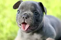 Duke, a male French Bulldog for sale in Bristol, IN – 3 of 10