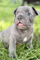 Duke, a male French Bulldog for sale in Bristol, IN – 1 of 10