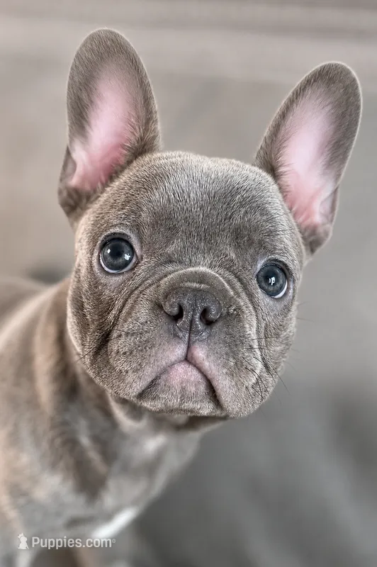 Duke – French Bulldog puppy for sale in Bristol, IN