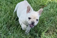 Skye, a female French Bulldog for sale in Bristol, IN – 8 of 10