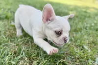 Stella, a female French Bulldog for sale in Bristol, IN – 8 of 8