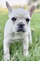Skye, a female French Bulldog for sale in Bristol, IN – 2 of 10