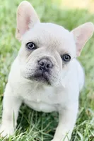 Skye, a female French Bulldog for sale in Bristol, IN – 6 of 10