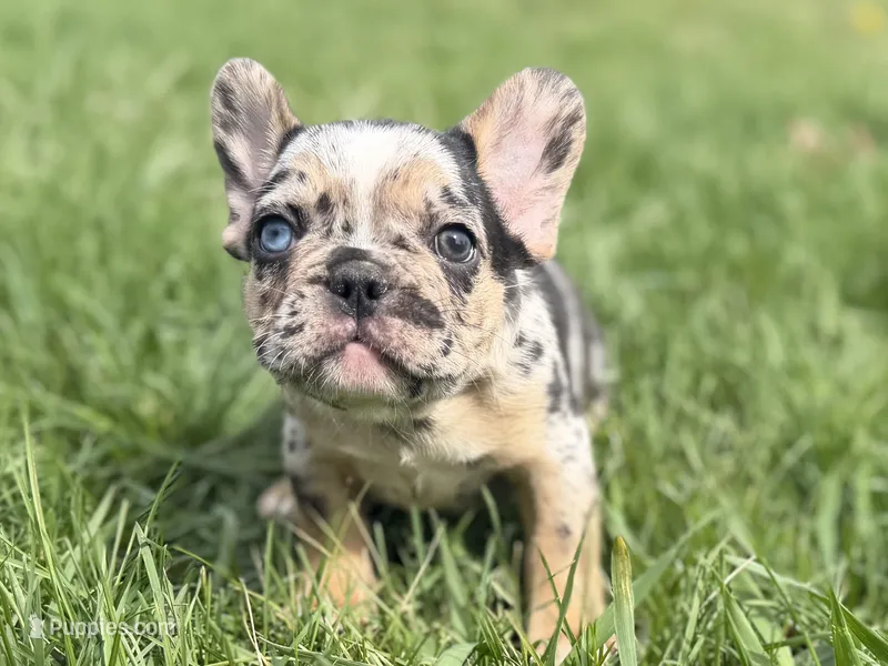 Archie – French Bulldog puppy for sale in Bristol, IN